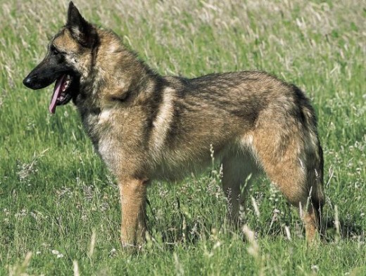 mi perro se parece mucho al fisico, altura de mas aspectos de este perro, la excepcion es el color